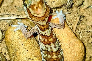 20250613_194413 Gecko des sables (avec une queue neuve !)