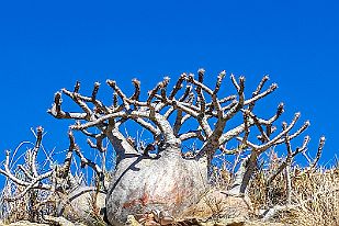 20250614_095200 Pachypodium Rosalatum