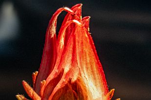 20250616_095822 La plante en question ...