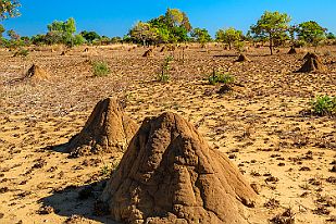 MAD32533 Nous retrouvons la piste dans une nature vierge et isolée, habitée par de nombreuses termitières. Elles sont très solides et y mettre un coup de pied c'est...