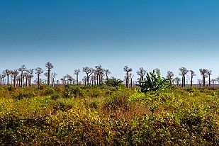 MAD32862 Dire que nous allons aux Tsingy ET qu'il va falloir revenir à Morondava : 1 journée pour y aller, 1 pour visiter et 1 pour revenir !!!