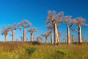 MAD32886 En tout cas, nous profitons de la lumière qui rend la forêt de baobab majestueuse.