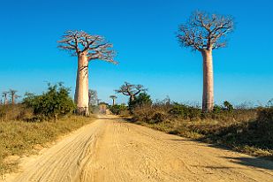MAD33508 La fameuse allée des Baobabs que nous n'avons pas visité au coucher du soleil (beaucoup de monde avec perche selfique ...)