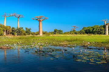 Morondava Allée aux baobabs