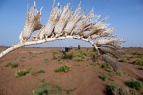 Maroc_desert_221