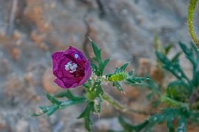 PERRIERE-OUZBEKISTAN_18083-Dx null