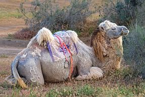 PERRIERE-OUZBEKISTAN_15465-Dx null