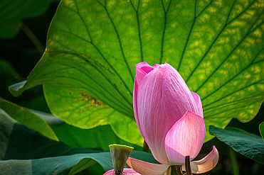 Chine_Moxalain_PERRIERE_10528 null