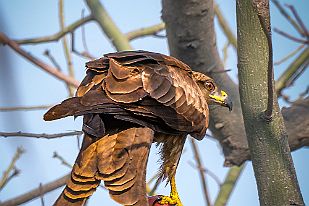 INDB7634_modnew null