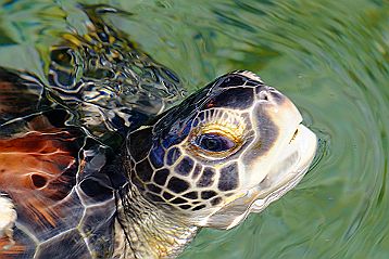 Tortues