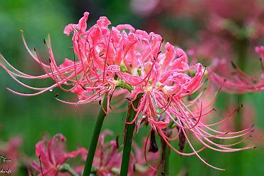 Chine_Moxalain_PERRIERE_21533 null