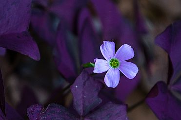 Chine_Moxalain_PERRIERE_21740 null