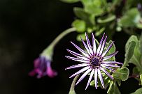 Sicile-0556 Sicile - Faune et flore