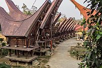 PA281865 Vous êtes encore là ... c'est donc parti pour le culte de la mort en pays Toraja après ce village typique. Chaque maison (grande) fait face à son grenier (plus...
