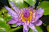 Thailande_M_Fleurs_002