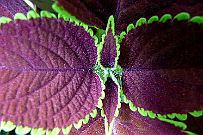 Thailande_M_Fleurs_021