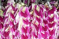Thailande_D_Marche_Fleurs_010