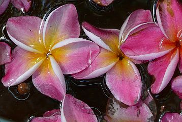 Fleurs