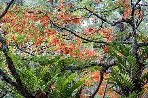 Thailande Marianne 2019 - DSCF0197 Flamboyants.