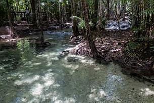 Thailande Marianne 2019 - DSCF1828 Direction Emerald Pool. Nous traversons une forêt aquatique.