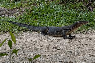 Thailande Marianne 2019 - DSCF1928 Gros varan Malais (varanus salvator) peut atteindre 3 mètres de long pour un poids de 60 kilos.