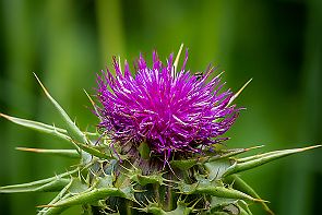 Toscane Perriere T 0863-RAF_DxO_DeepPRIMEXD