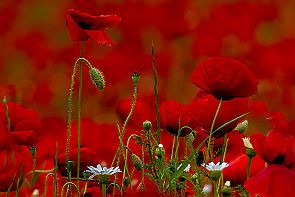 Toscane Perriere T 1503-RAF_DxO_DeepPRIMEXD-Modifier Les coquelicots (et les pissenlits) Toscans ne sont pas du tout comme nous avons l'habitude de les voir. Plus gros, plus saturés en couleurs, disposés en nappes...