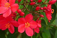 Fleurs_Vietnam_031