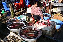 Sapa_008