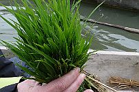 Ninh_Binh_023