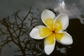 11Fleurs