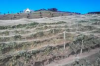 NZ -170755 Les vignes sous filets pour éviter le pillage par les oiseaux.