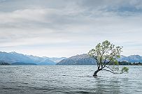 NZ -8708 Cet arbre est légendaire. C'est LE truc à voir à Wanaka ! Des milliers de fois photographié.