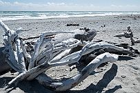 NZ -8860 Des dunes, du sable, de magnifiques souches de bois.