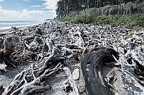 NZ -8919 Nous nous dirigeons vers le glacier 