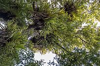 NZ -1764 Epiphytes. Plantes qui s'accrochent pour tenir mais non parasites (ne vit pas au dépend de son tuteur, c'est bien ça !).