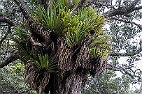 NZ -3840 Epiphytes encore. C'est un signe de non pollution comme les lichens chez nous. Et de climat humide et doux. Les orchidées sont des épiphytes, elles s'accrochent...