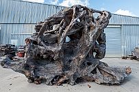 NZ -6236 De la route, j'ai vu cette immense racine et nous nous arrêtons.