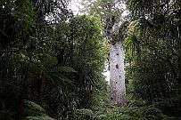 NZ -6405