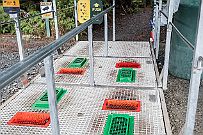 NZ -6525 Se brosser et désinfecter les chaussures. Une précaution à prendre pour ne pas contaminer le sol et les Kauris très frangiles.