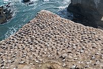 NZ -7655 Refuge de mouettes de Maukatia Takapu. Impressionnant de voir tous ces oiseaux sur chaque piton rocheux.