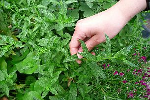 Confiture_mures_008 De la menthe fraiche