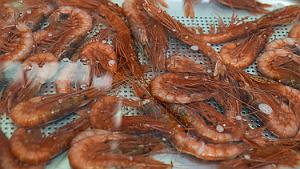T.Morel - 01 - Mousseline Gambas 008 .